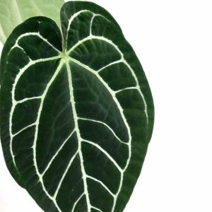anthurium-magnificum-zoom-planthiza