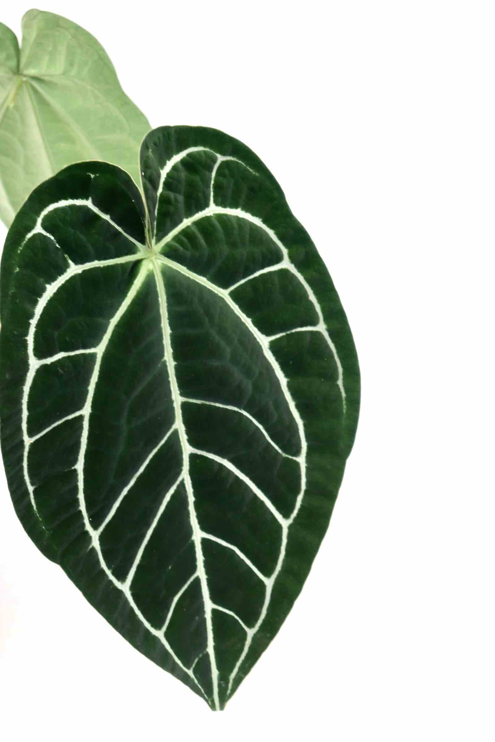 anthurium-magnificum-zoom-planthiza