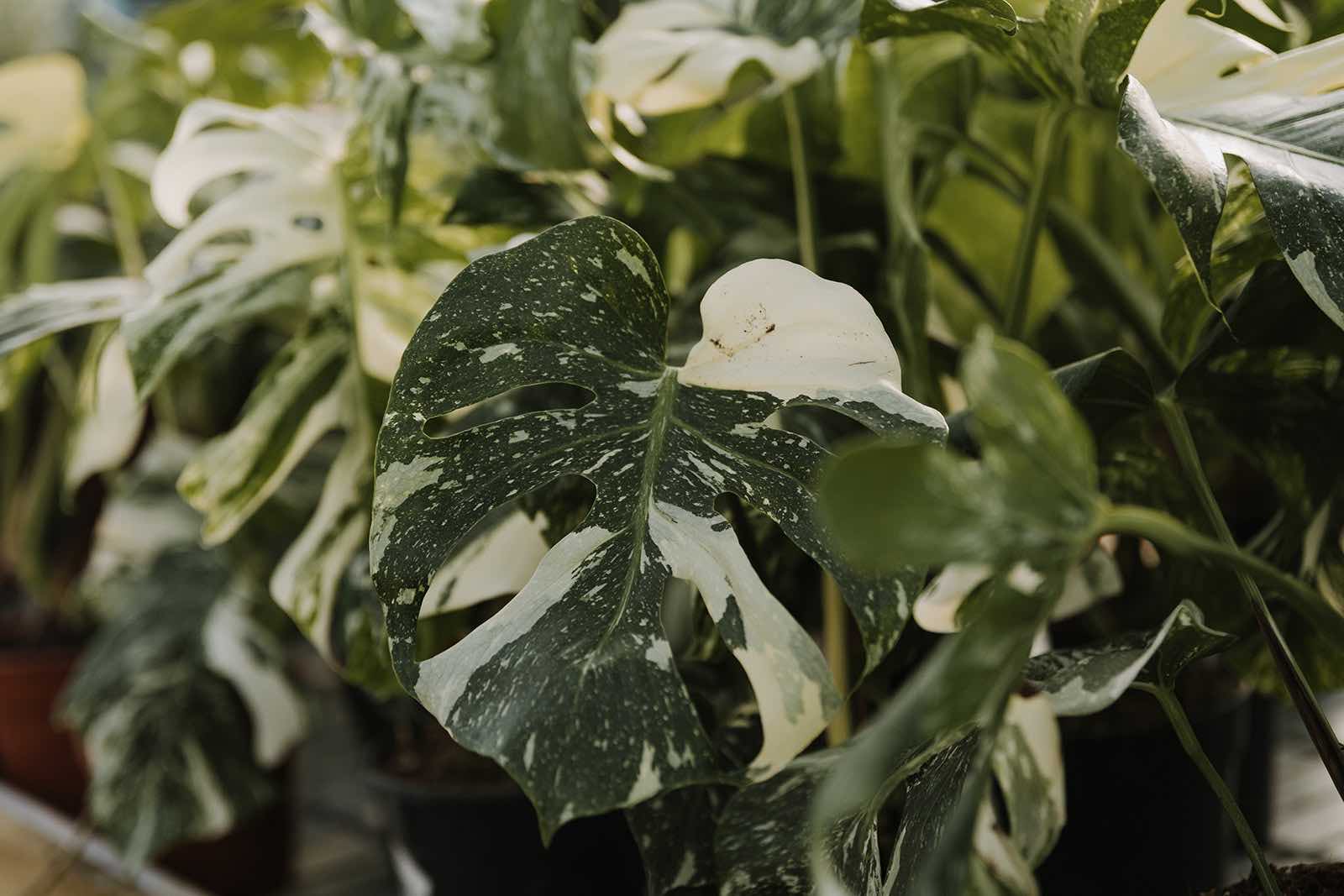 planthiza-sintra-monstera-variegata