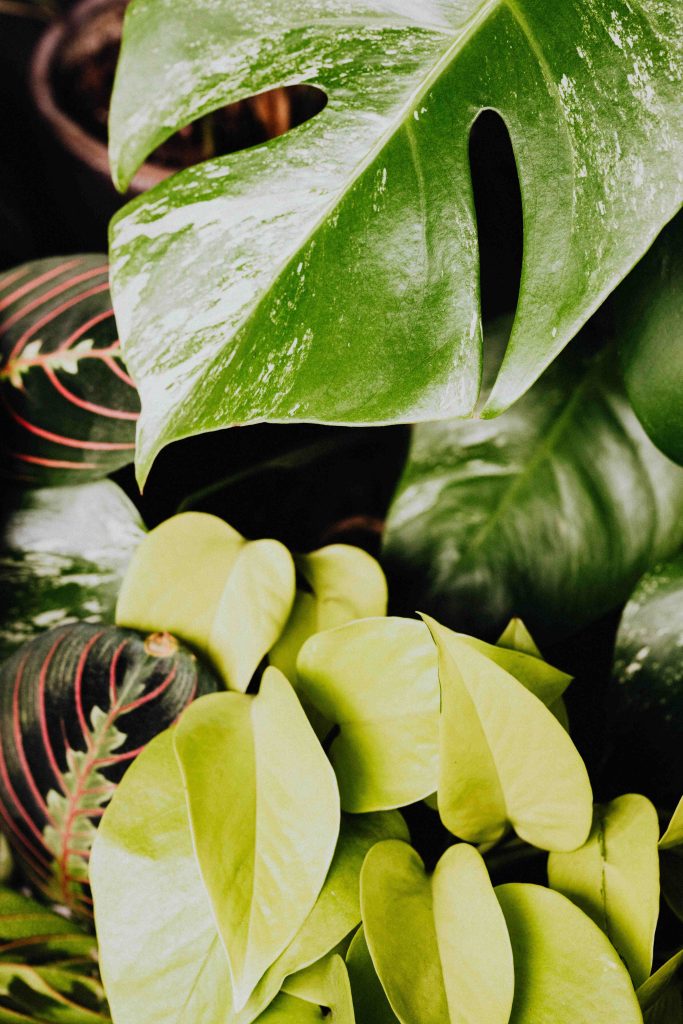 variegated-plants-planthiza-blog-