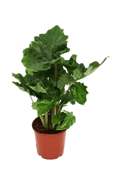 alocasia_v21_1_planthiza