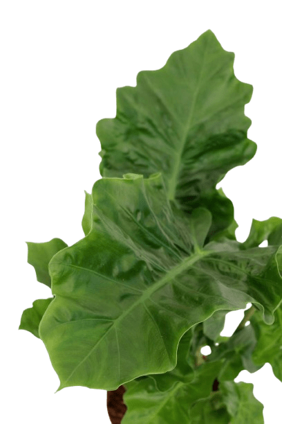 alocasia_zoom_planthiza_1