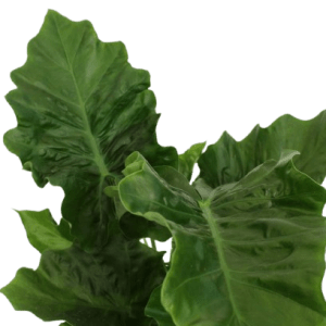 alocasia_zoom_planthiza_2