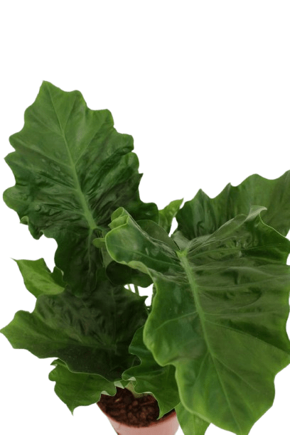 alocasia_zoom_planthiza_2