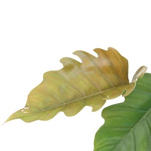 philodendron-caramel-pluto-zoom-planthiza