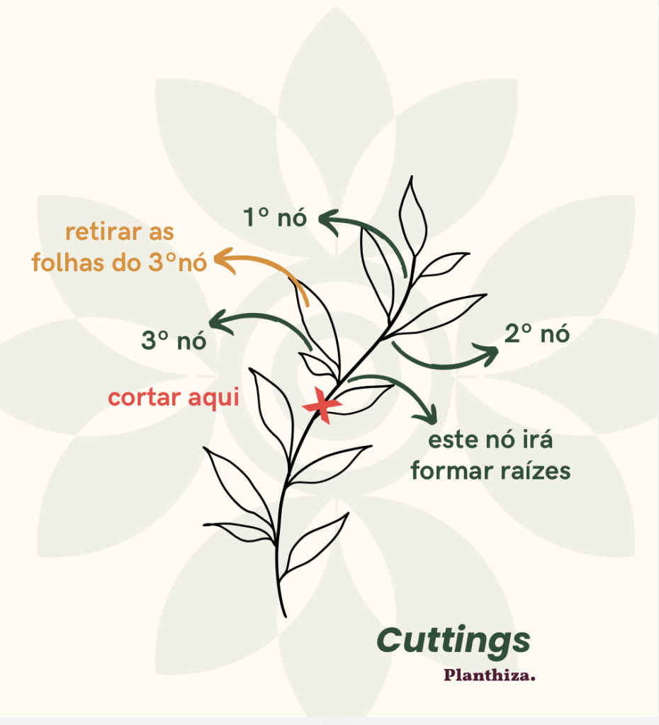cuttings-planthiza