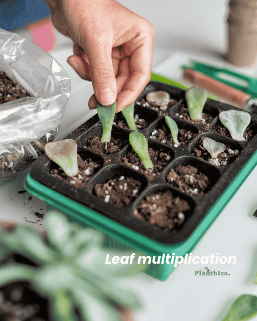leaf-multiplication-planthizapng