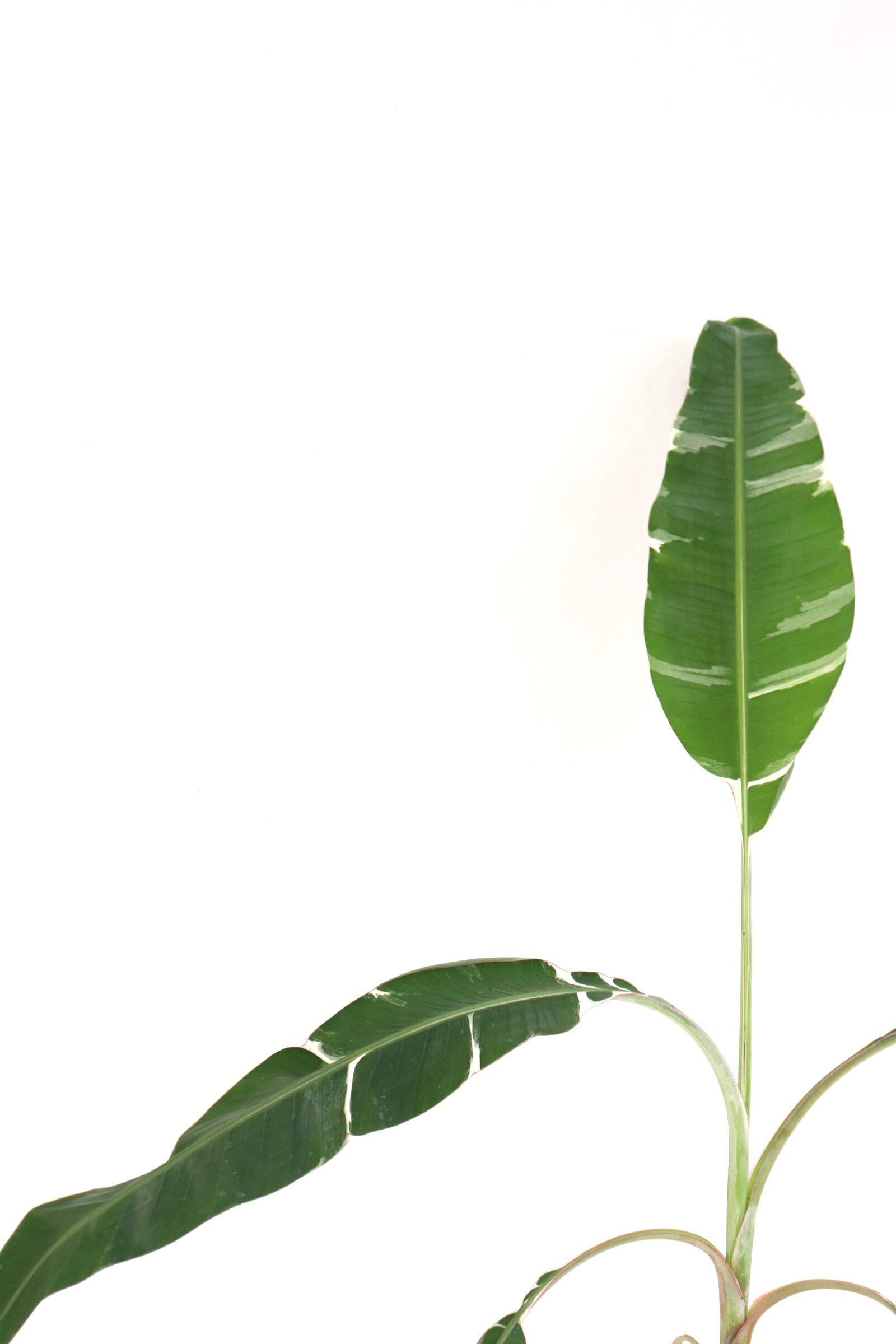 musa-aeae-planthiza