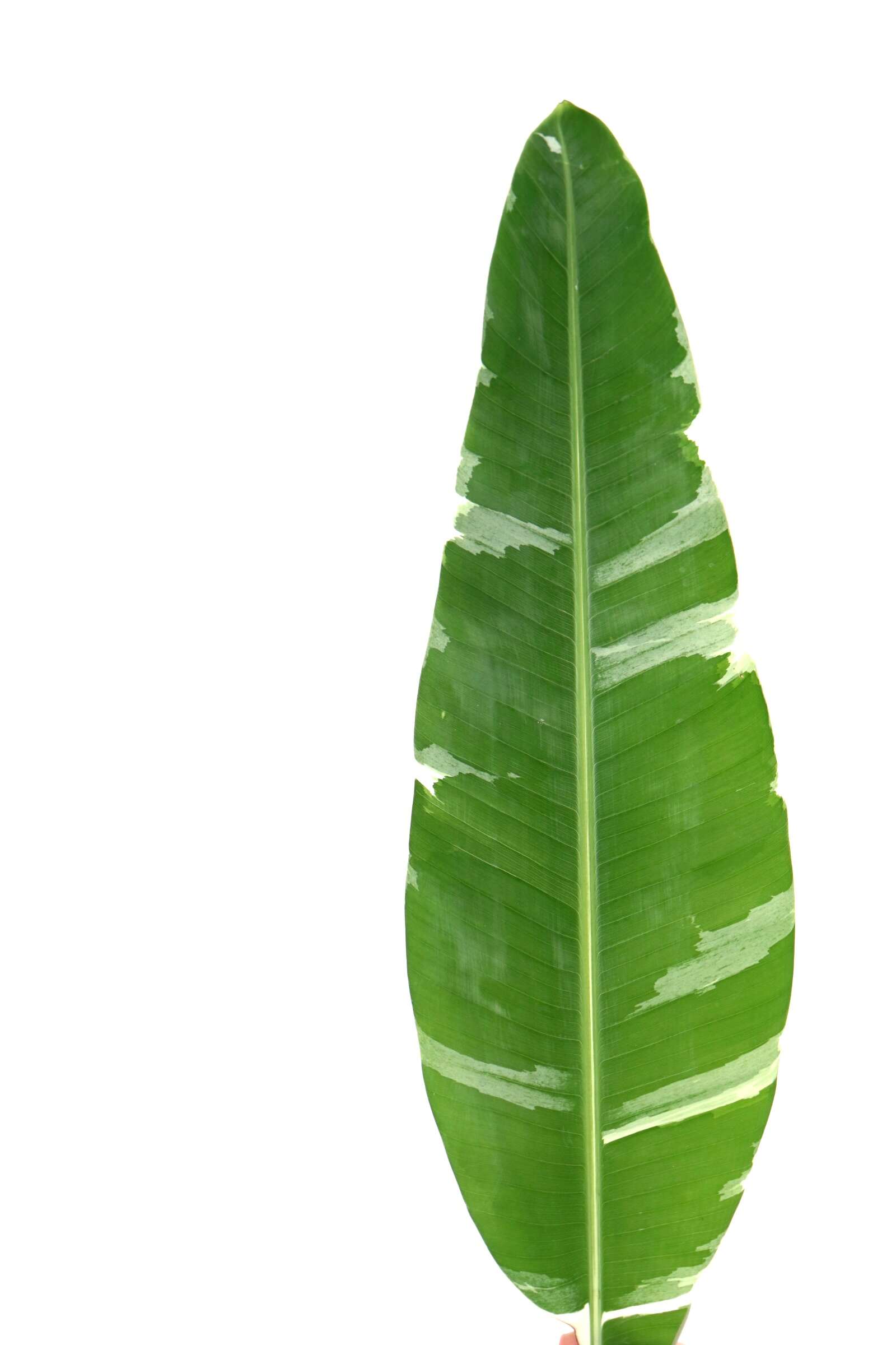 musa-aeae-planthiza