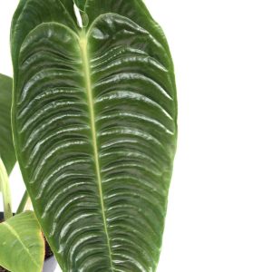 anthurium-veitchii-planthiza-zoom